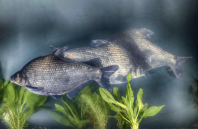 yeah生活｜鄂不鄂？很鄂！