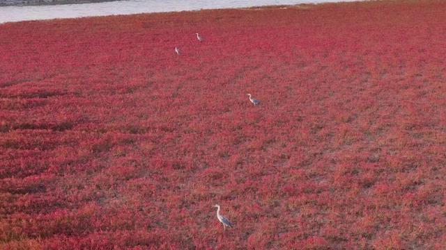 南海新区红海滩入诗入画