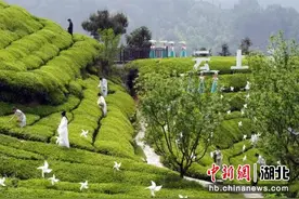 湖北宜昌：三峡茶旅小镇春日茶会共赏满园茗香春光图片