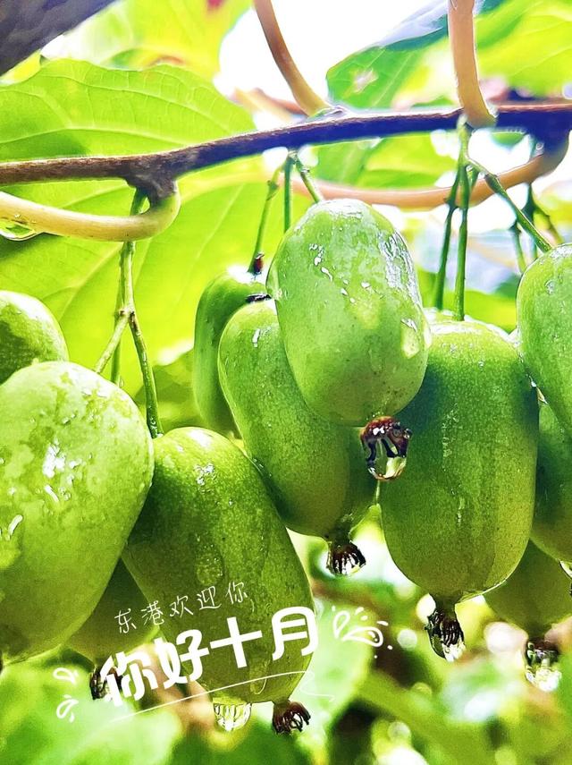是时候来东港啦！！