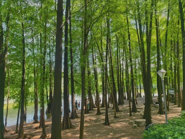 绿美云山丨以森林入药 漫享云山身心疗愈