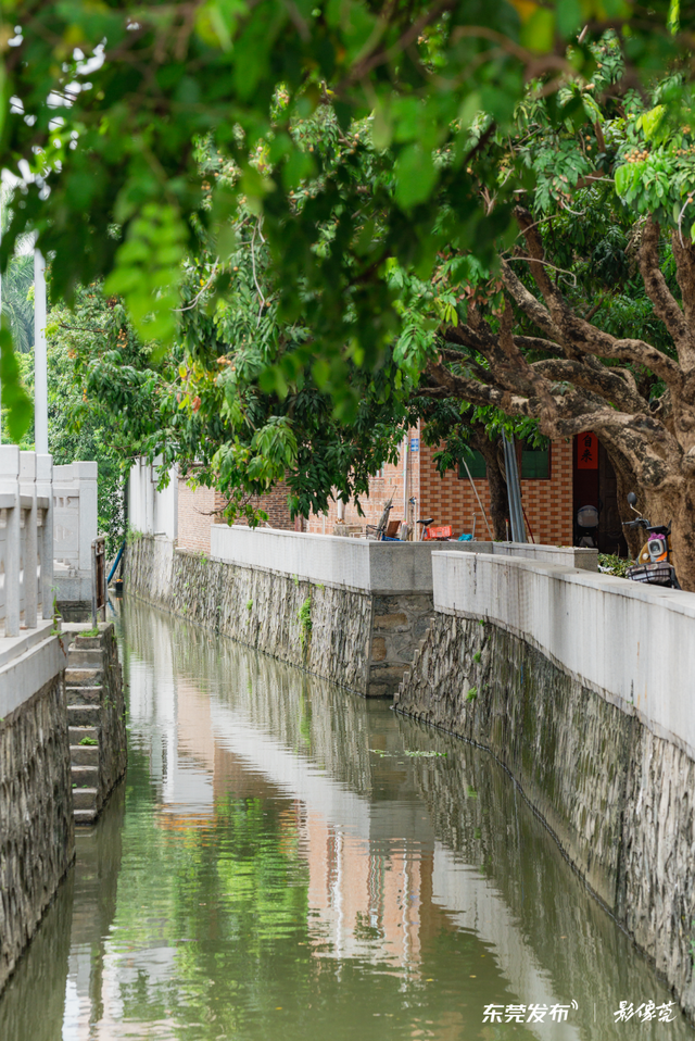 来东莞这片金色稻田，饮啡叹茶！