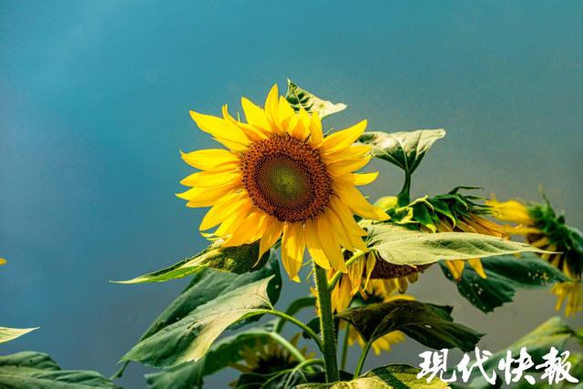 超级出片！泰州250亩油葵花海进入盛花期，对市民免费开放