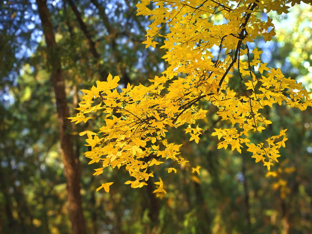 有一种美，叫“地坛的秋”