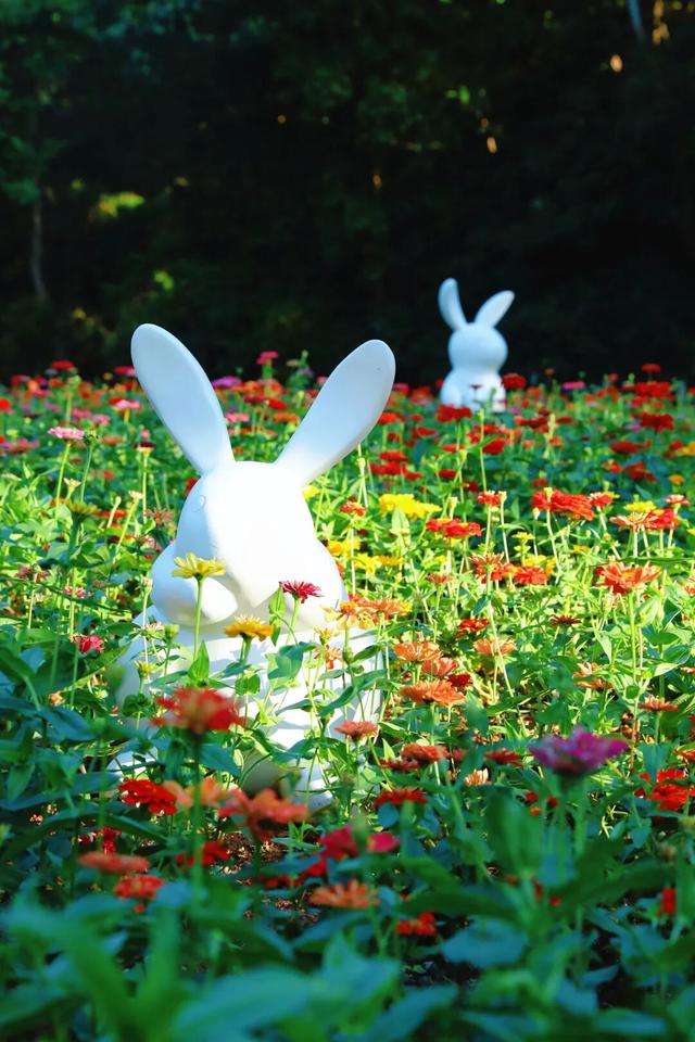 行摄 | 美爆了！秋日花海，限时上映