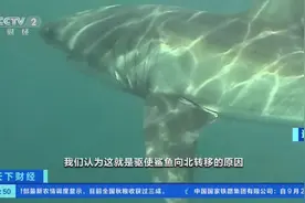 美国加州气候持续变暖，驱使大白鲨向北迁移图片