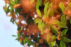 桂花飘香秋意浓~九龙坡正是赏花好时节图片