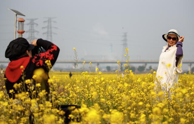 油菜花冬日“抢跑”，花海大片可以整起来了