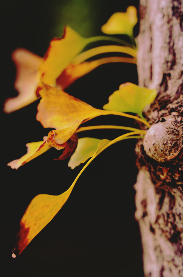 40000株银杏黄了！成都第一波！