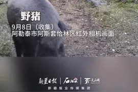 新疆阿勒泰：红外相机拍下7种野生动物同走一条道图片