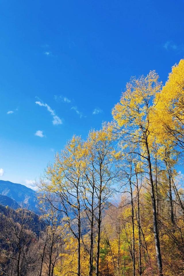 重庆秋色“天花板”火了！最快1小时飚拢！