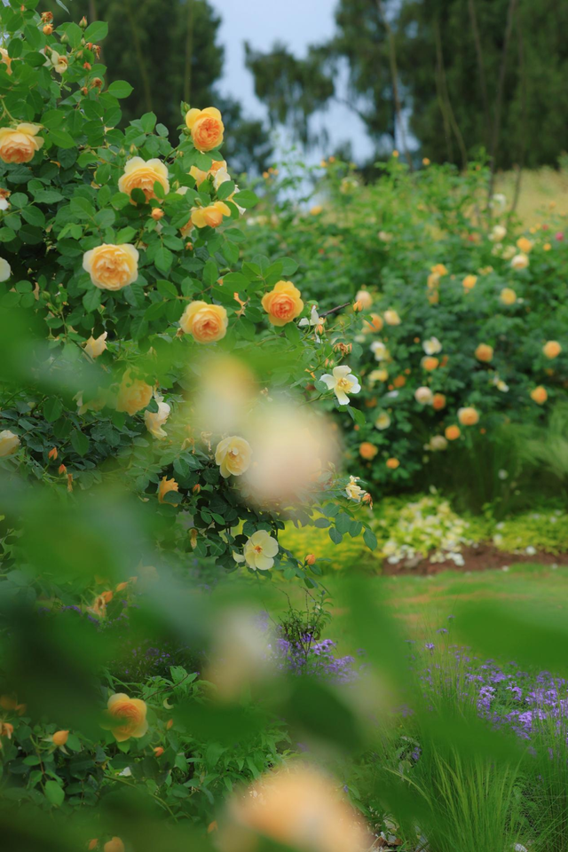 简阳AAA级林盘景区+1！