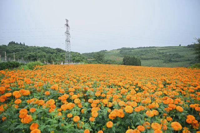 弥勒这花海美景又上线了！产值数千万元