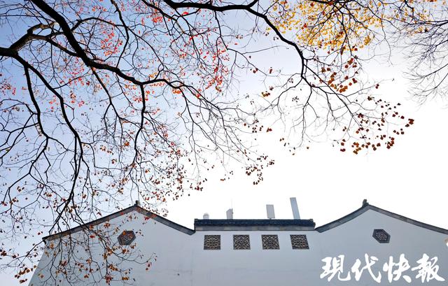 白墙黛瓦映乌桕，南京老门东的秋日中式浪漫美成壁纸