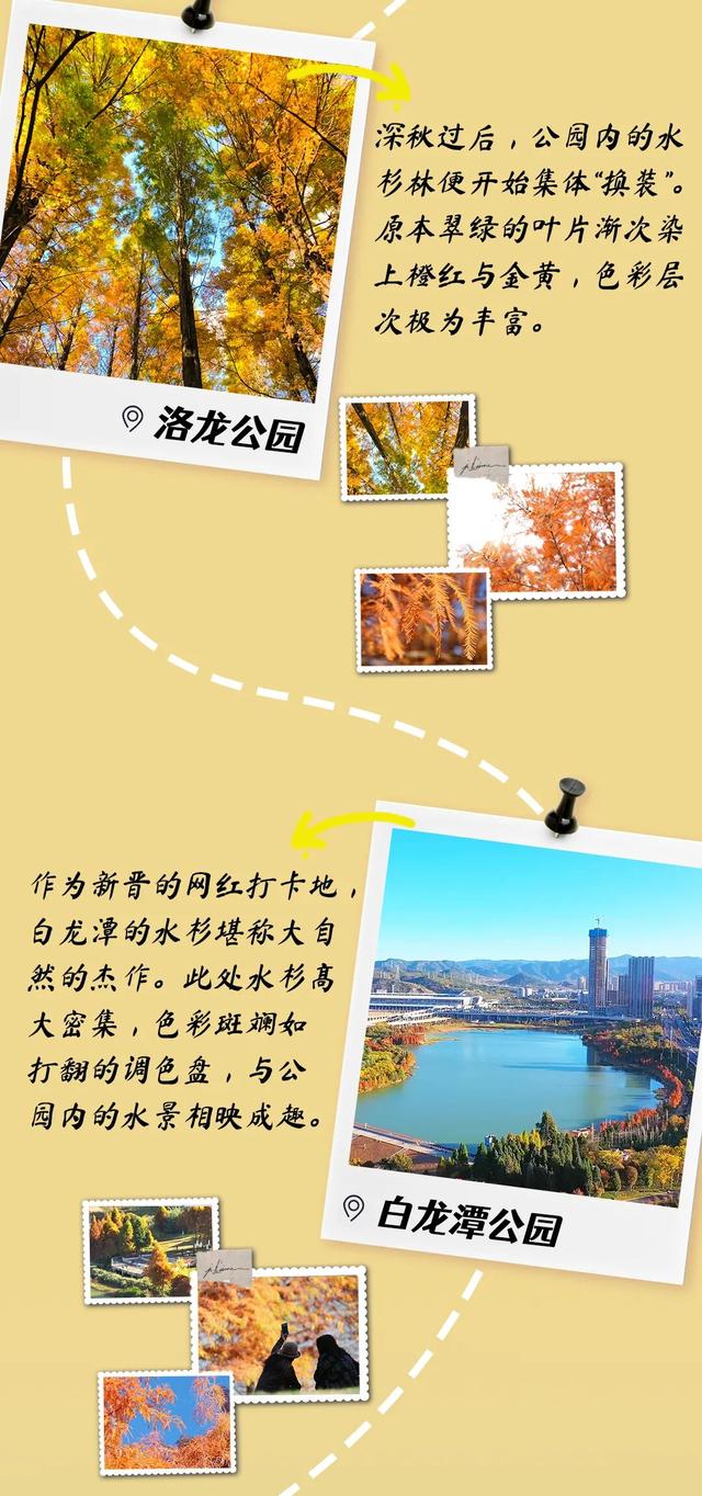 水杉染金、红嘴鸥翩跹，这份呈贡绝美打卡地图请收好