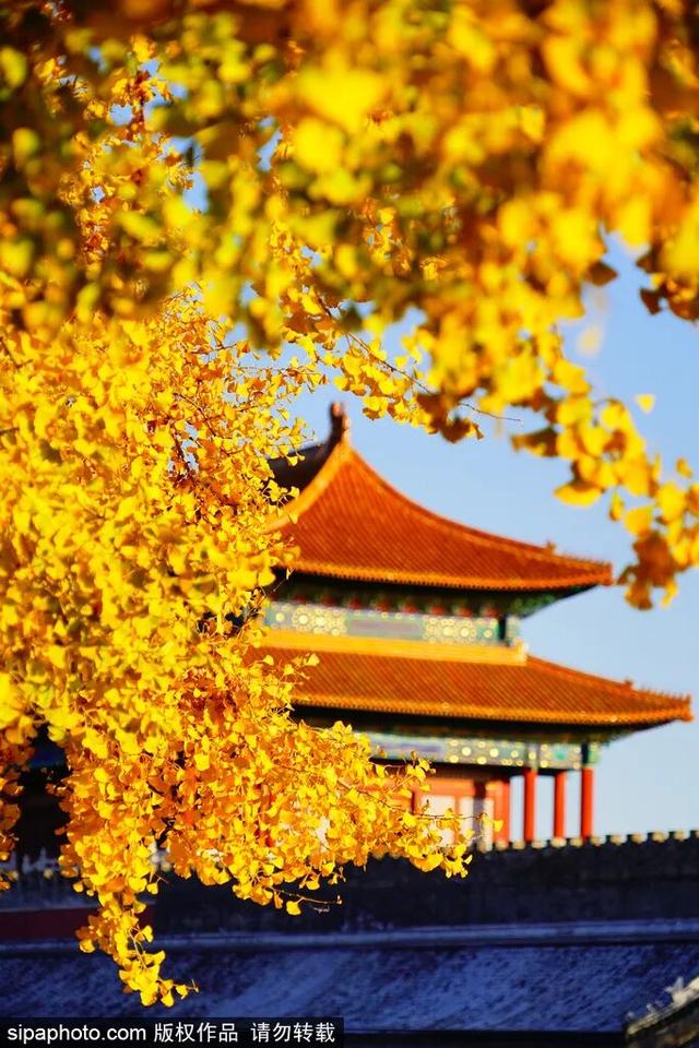 北京赏秋“绝配”来了！