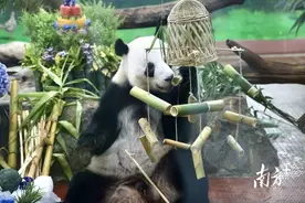 广州动物园“顶流”大熊猫兄妹11岁生日快乐图片