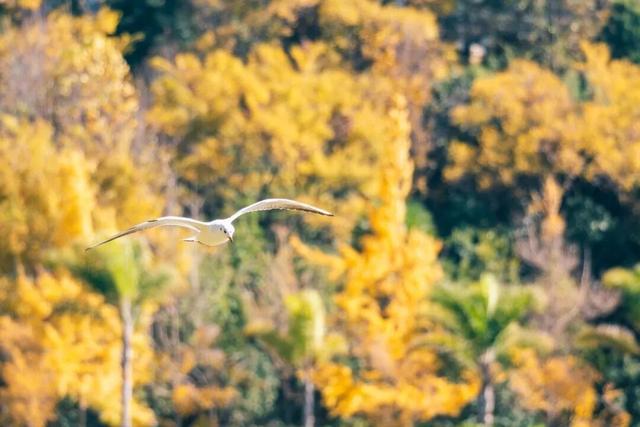 都是小众打卡点！在这些地方看海鸥，景美鸥多还诗意满满~
