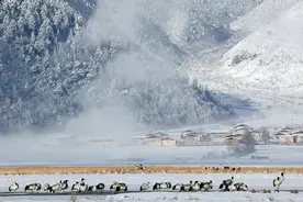 云南多地迎来2025年第一场雪！图片