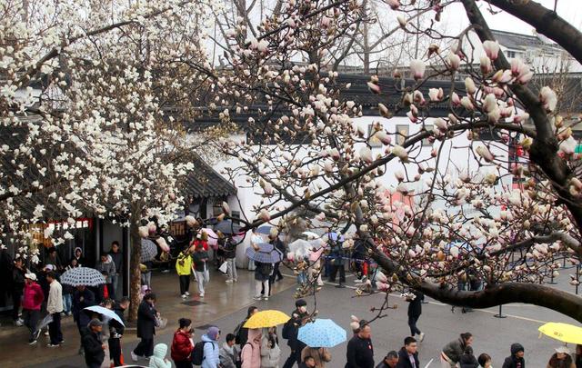 江苏苏州：狮子林玉兰花开春意浓