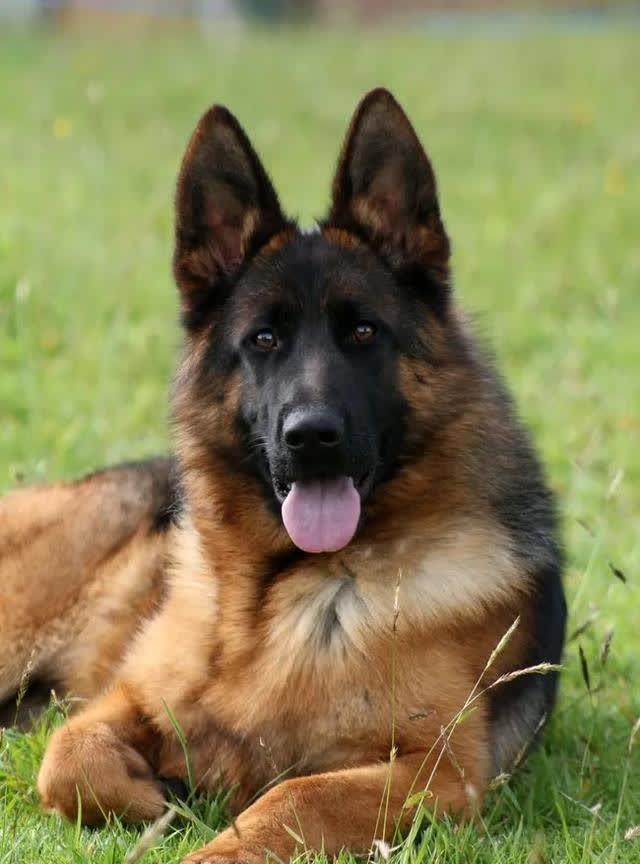 狗狗迷路怎么办？6个常见藏身之地与防走失的方法