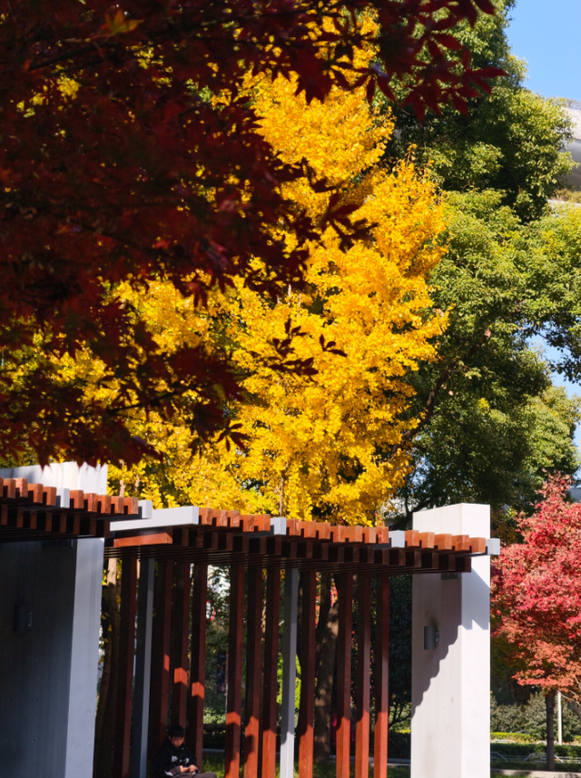 静安“银杏车站”迎来最美时刻！满眼的金色浪漫……（附全区银杏打卡点位）