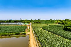 生生不息 向新而行·新经营主体微调研｜靠着这根“金玉米”，村企有“债”却不愁图片