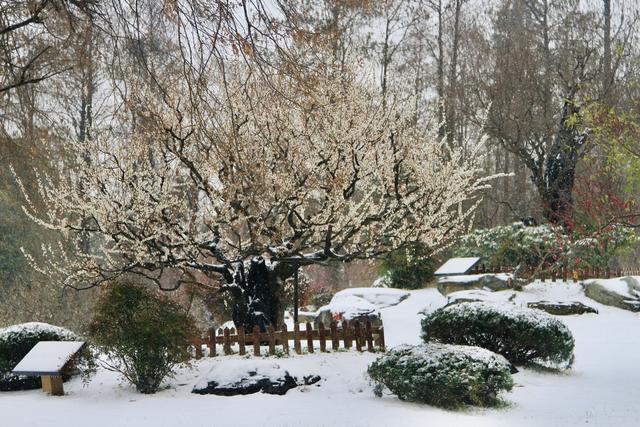 武汉下雪了！东湖梅园上演现实版“踏雪寻梅”