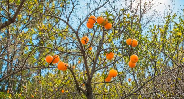 满院金黄！门头沟广化寺千年银杏引游人打卡