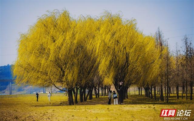 你也在追寻什么吗？也许答案就在下一片枫叶里