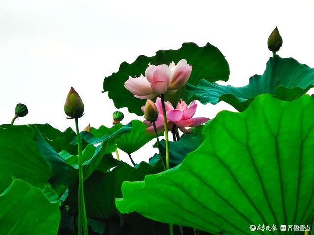 四季湖荷花盛开，千姿百态醉游人