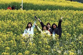 春日限定！野三关镇木龙垭村千亩油菜花盛放图片