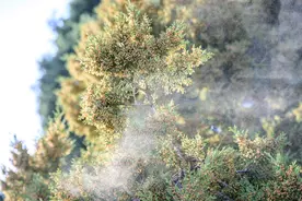 北京圆柏花粉“似扬沙”，肉眼可见！这是真的吗？图片