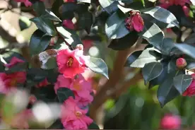 冬日限定色彩！这座公园的茶梅、腊梅次第盛开→图片