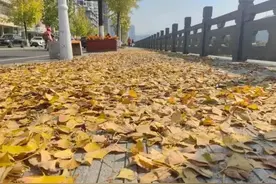 秋日浪漫上线！杭州开启“落叶不扫”模式图片