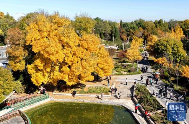 秋声渐杳 斑斓成诗