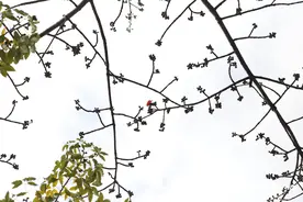 广州中山纪念堂350岁“木棉王”第一朵红花抢闸傲放图片