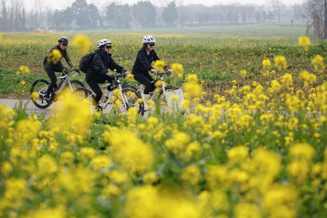 油菜花冬日“抢跑”，花海大片可以整起来了
