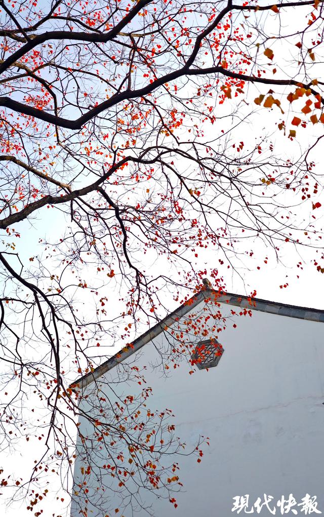 白墙黛瓦映乌桕，南京老门东的秋日中式浪漫美成壁纸