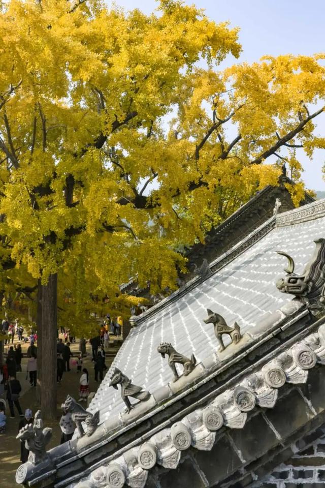 赵立坚微博打call日照银杏古树！附高清大图+进阶玩法！