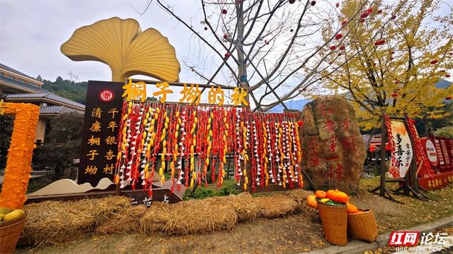 岁暖时刻丨去桐子坳走走：让银杏叶落在肩头，让百年古树的皱纹蹭过掌心