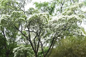 自然科普|昆嵛山物种日历之流苏树图片