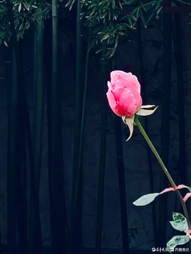 冬日趵突泉，寒风中美景依然