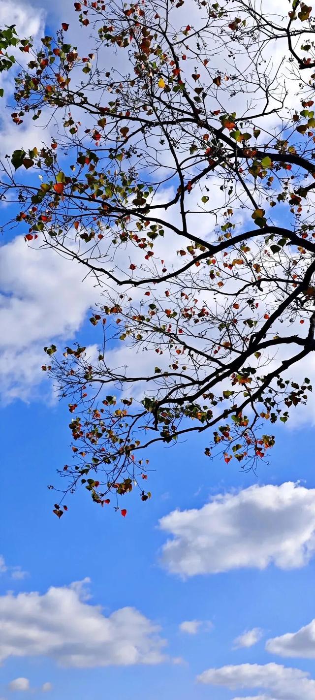 全网一致认定：最短的秋天，才是最贵的奢侈品