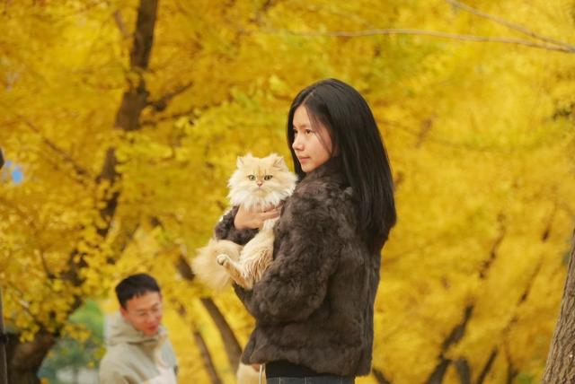 一树金黄一城诗：七星关银杏点亮初冬的温柔