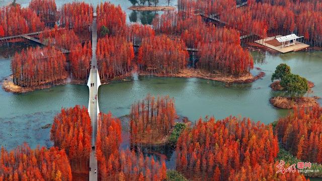 “水上森林”景独好
