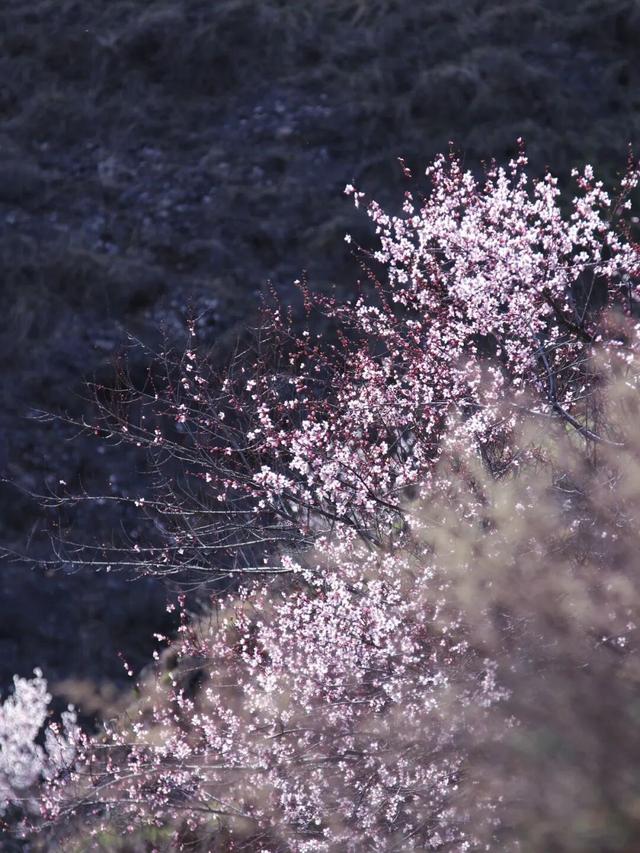 春满华亭：赴一场生态之约，邂逅野狐峡醉美春光！
