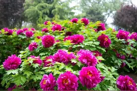 已进入最佳观赏期 快来邂逅“国色芳华”图片