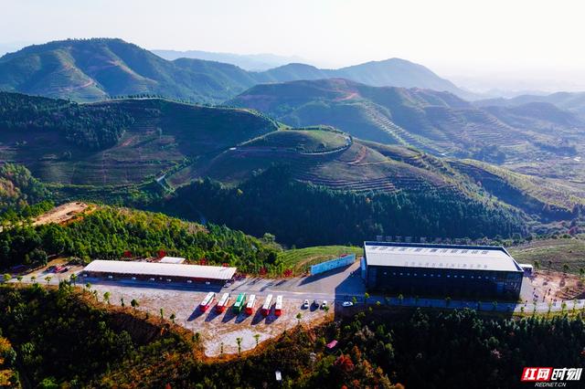 “链”上湖南 “湘”创未来 | 唯一以“茶”命名的县  2000年茶香迎来“智能炒制”