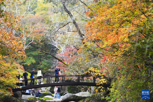 本溪枫叶进入观赏期 秋日“枫景”好